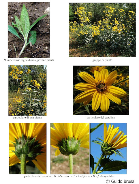 Helianthus tuberosus