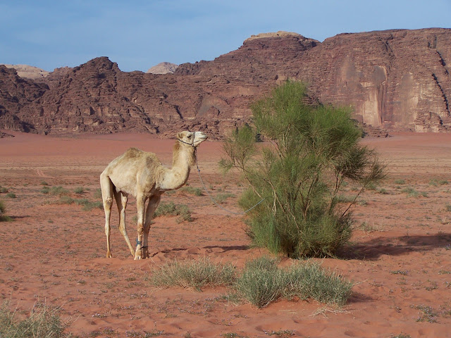 Dromadaire au Wadi Rum