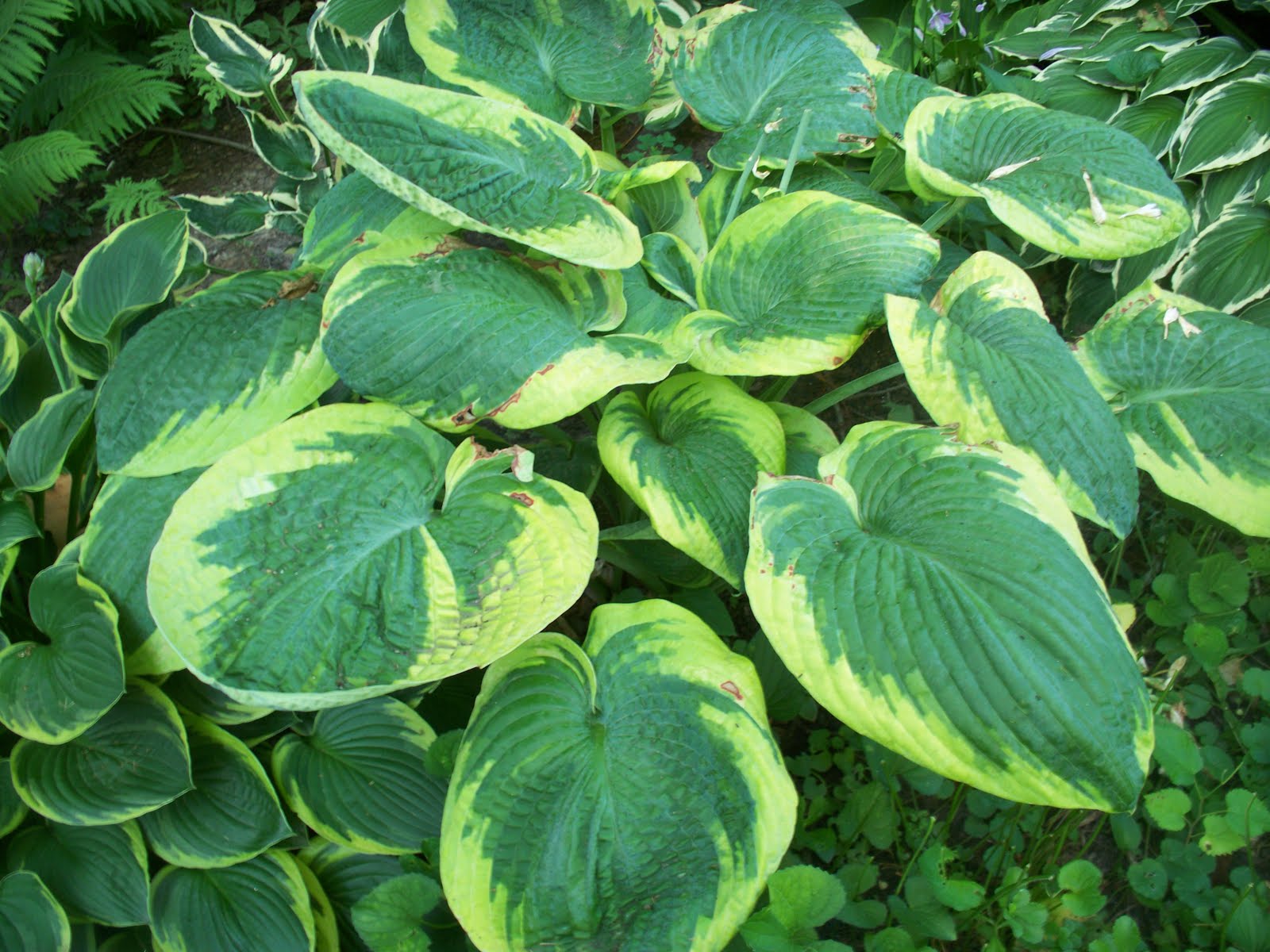 to many of the shady areas in my garden at my last count of hostas i 