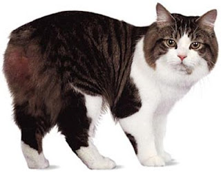 manx cat pets info breed animal domestic gato photo