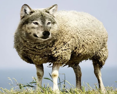 Вълкът в овча кожа