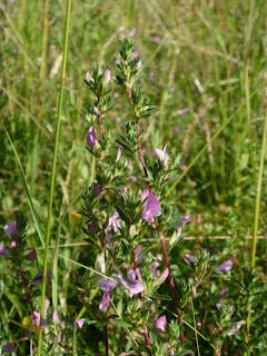 Picture of Spiny Restharrow on Coldhams Common