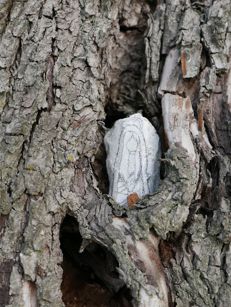 Happy Stone in knotwilgschors, ingezoomd