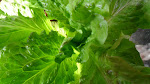 El hogar de mariquita