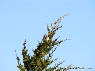 Song Sparrows