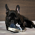 How to Put an End to Your Dog's Shoe-Chewing Habit