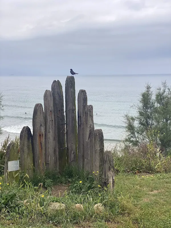 sope pajaro