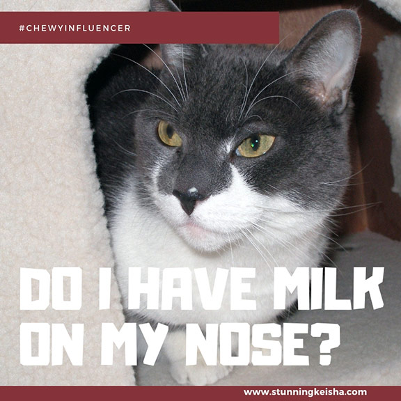 Do I Have Milk on My Nose? #ChewyInfluencer