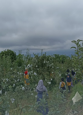 Wisata Petik Apel Malang di Kebun Agro Rakyat, Kota Batu