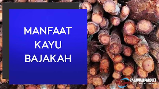 4 manfaat kayu bajakah bagi kesehatan