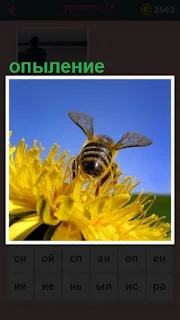  происходит опыление цветка пчелой