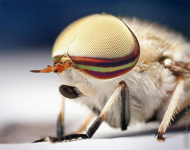 Macro Photography of Insects Eyes Seen On www.coolpicturegallery.us