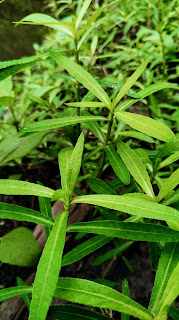 Burmese Burmese Senchi Shanti Shalinche Shalinche Icha Malcha creeper spinach cress