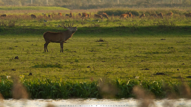 Edelhert - Red Deer - Cervus elaphus