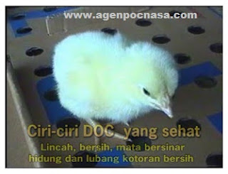 Bibit Ayam Bloiler 