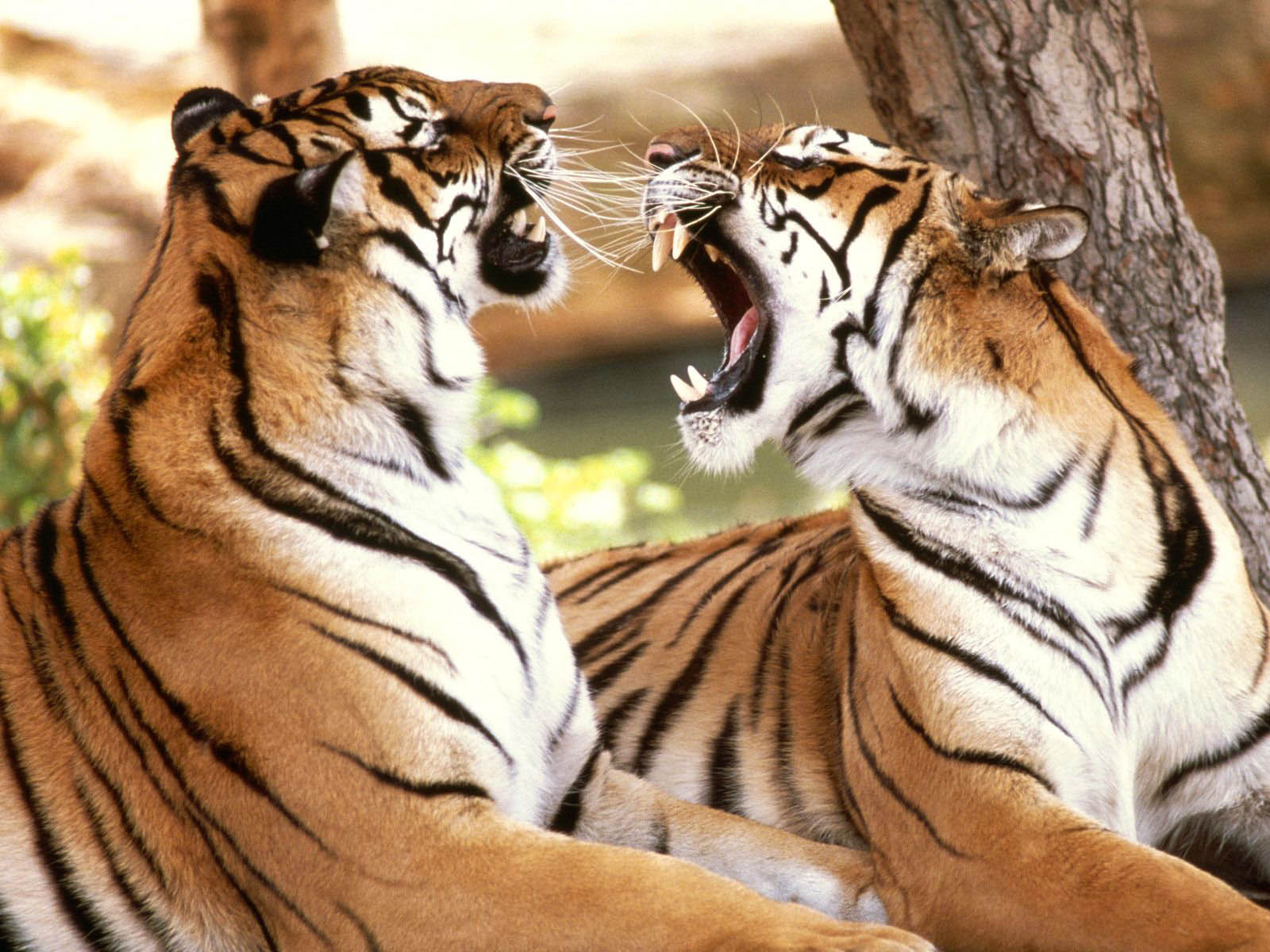 Wallpaper Dan Gambar Harimau Berukuran Besar