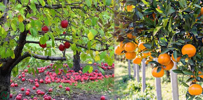 orchard