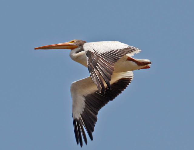 Pelican Birds Information