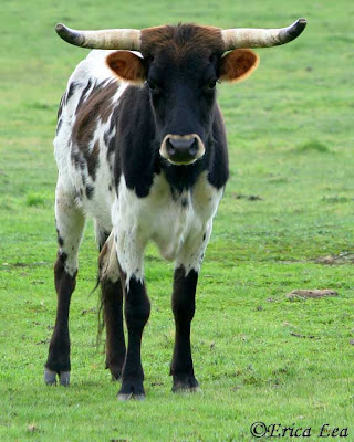 longhorn cow, cattle, spotted cow