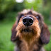 Η μύτη ως μέσο ταυτοποίησης του σκύλου