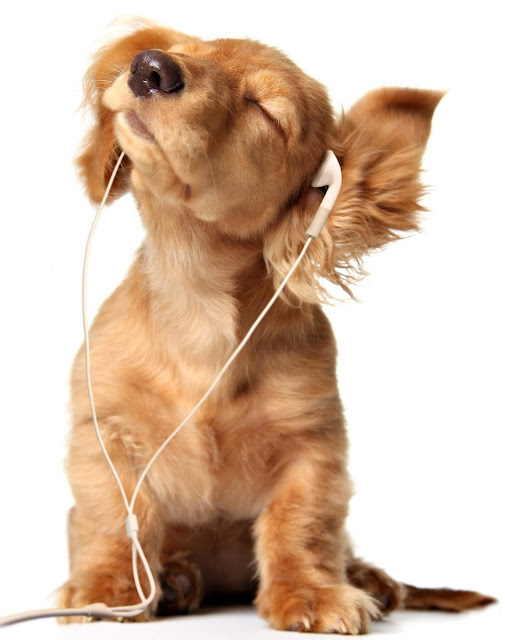 Puppy listening to music,listening to music, cute puppy