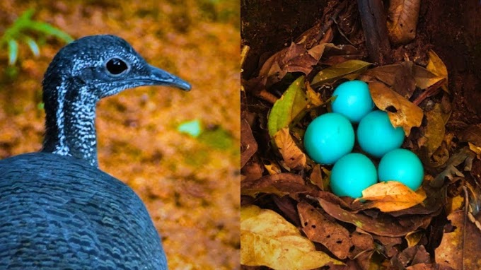 Azulona e seus incríveis ovos azuis