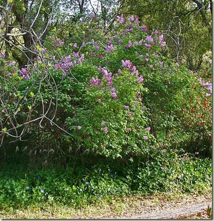 lilac-bushes-3