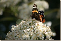 IMG_0323