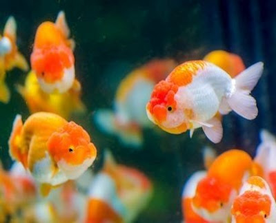 12 Ikan Hias yang Kuat Hidup Tanpa Oksigen di Aquarium 