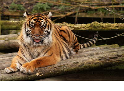 Tiger3