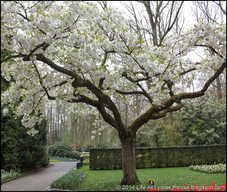 Keukenhof Gardens 10