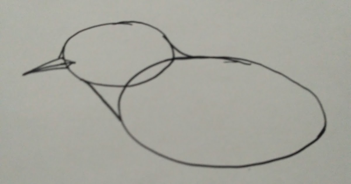 Gambar Burung Sketsa Yang Mudah - Gambar Burung