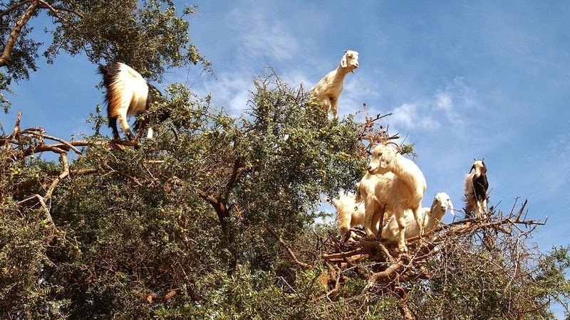 goats-argan-trees-4 goats-argan-trees-4