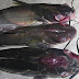 Cartfish