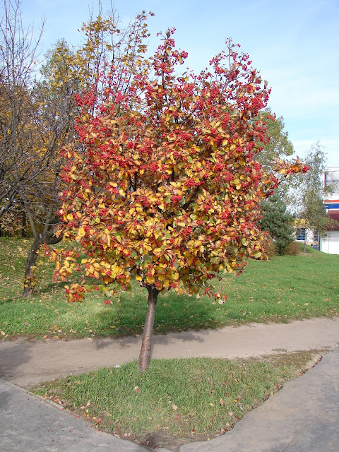 Скандосорбус промежуточная (Scandosorbus intermedia)