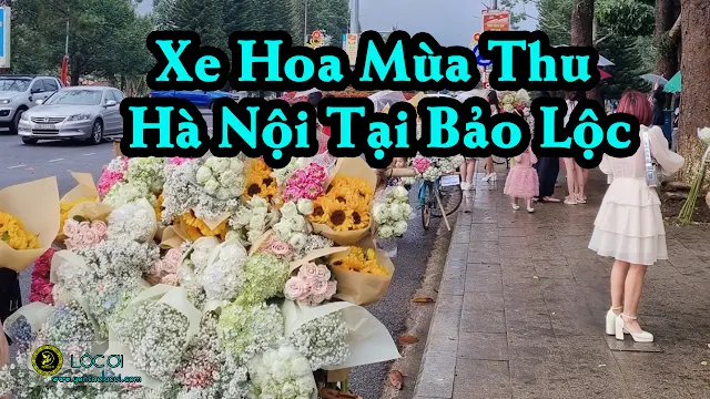 Xe hoa mùa thu Hà Nội phiên bản Bảo Lộc Lâm Đồng.