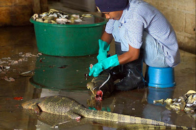 Handbags Manufacturing Process By Snakes, Crocodail's And Other Animals Lather's