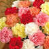 Carnation flowers wallpapers.