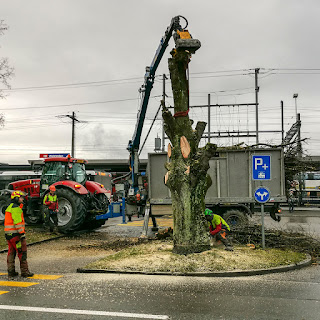 Eine kranke Linde wird in Weinfelden fachmännisch gefällt.