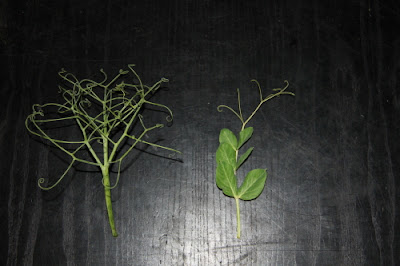 Leafless pea comparison