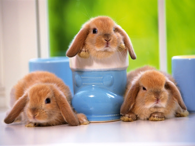 Cute Rabbits 5