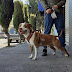 Motivo de multa sacar a mascotas a la calle sin correa o no limpiar sus heces: Ecatepec