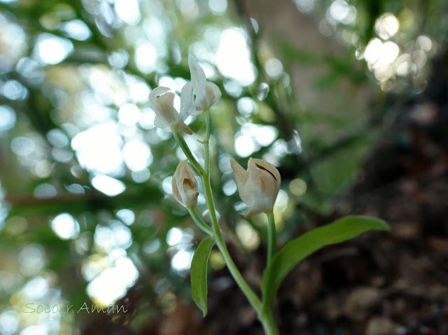 Cephalanthera subaphylla