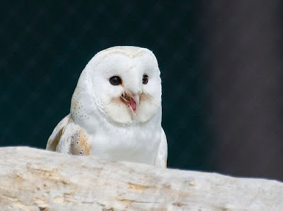 Laughing Owls Seen On www.coolpicturegallery.us