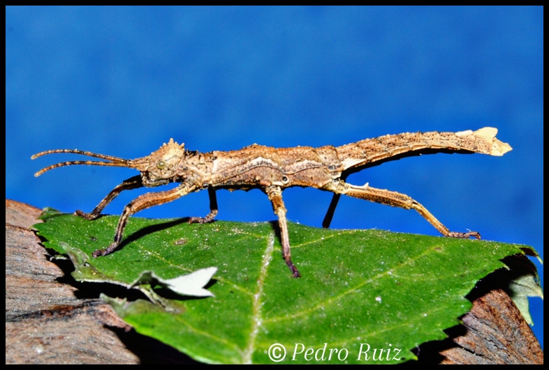 Ninfa hembra L4 de Dares philippinensis, 3 cm de longitud