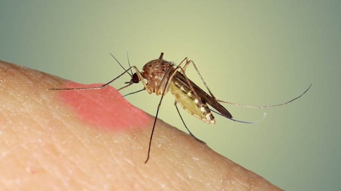 Ternyata, Nyamuk Tahu Saat Orang Terinfeksi Malaria