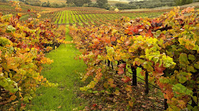 Terra d'Oro in Amador County Sierra Foothills