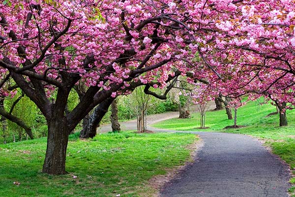 Taman Sakura Kebun Raya Cibodas