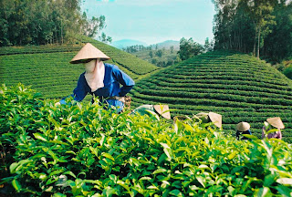 chè Tân Cương Thái Nguyên