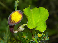 Aristolochia sempervirens